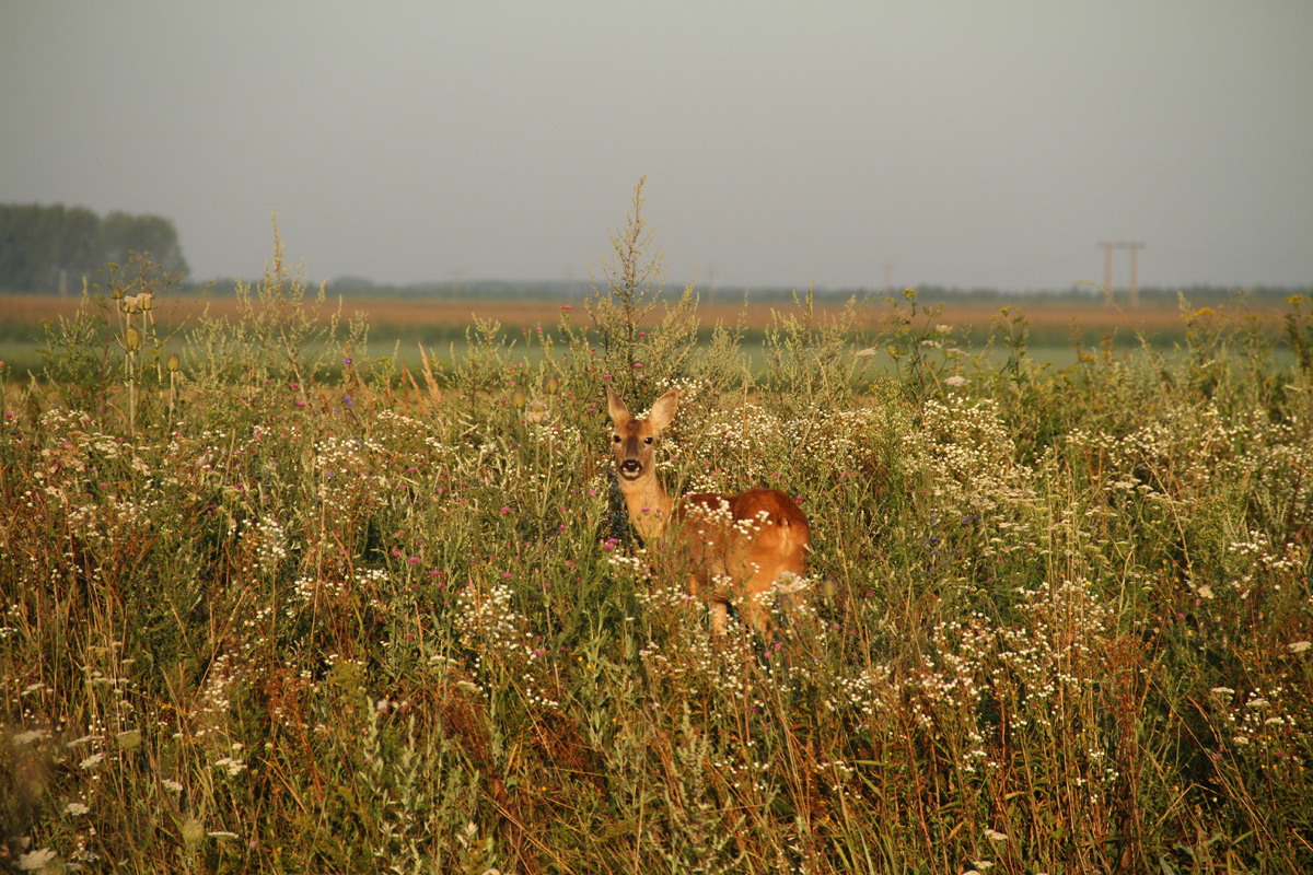 Cigándi vadászterület